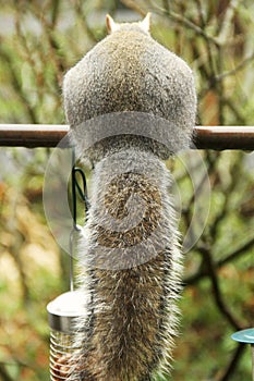 Grey Squirrel