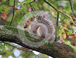 Grey squirrel with acorn in mouth in oak tree