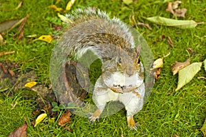 Grey Squirrel in autumn