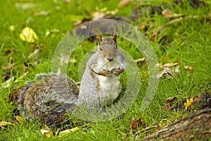 Grey Squirrel in autumn