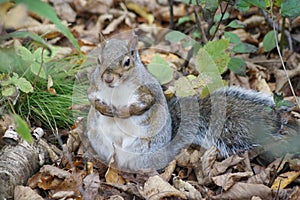 Grey squirrel, autumn day.