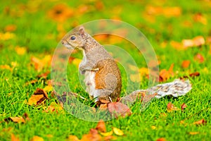 Grey squirrel in autumn park