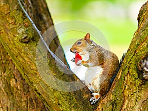 Grey squirrel in autumn park eating apple