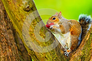 Grey squirrel in autumn park eating apple