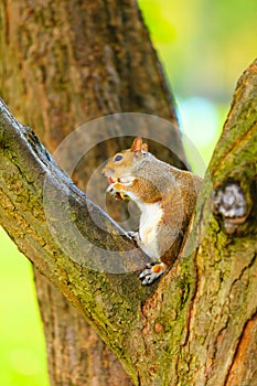 Grey squirrel in autumn park eating apple