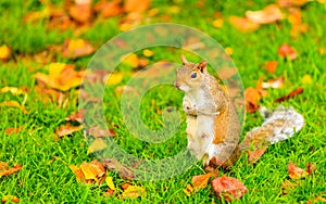 Grey squirrel in autumn park