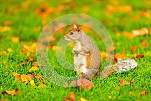 Grey squirrel in autumn park