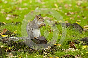 Grey Squirrel in autumn