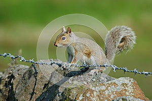 Grey Squirrel on Barbed Wire