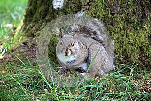 Grey Squirrel in BC