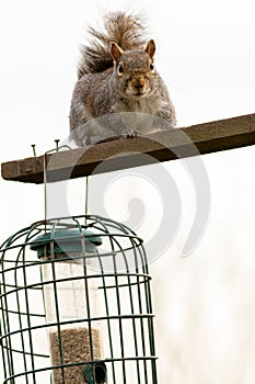 Grey Squirrel by a bird feeder