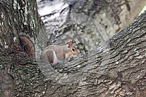 A Grey Squirrel in the branches of a Oak tree