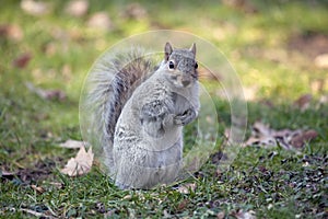 Grey squirrel in Central park.