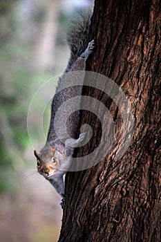 Grey squirrel climbing on the side of a tree