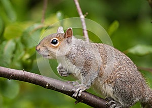 Grey Squirrel climbing tree