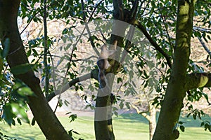 Grey Squirrel climbing up