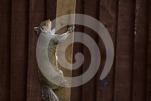 A grey squirrel climbing a wooden pole