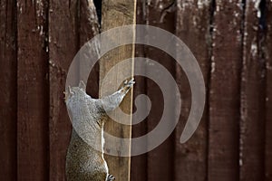 A grey squirrel climbing a wooden pole