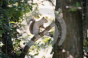 A grey squirrel climbs a branch in a forest