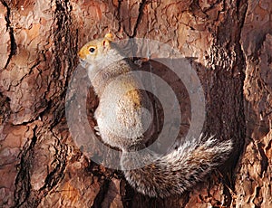 Grey Squirrel clinging to a Tree photo