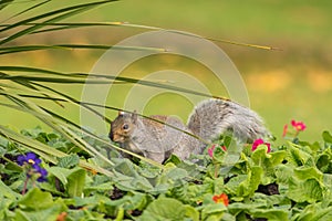 Grey squirrel close up view at the park photo