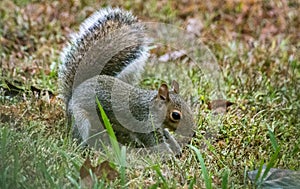 A Grey Squirrel digging for acorns, Marietta, Georgia, USA