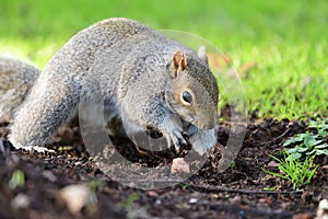 Grey squirrel digging