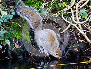 A grey squirrel drinking from a river