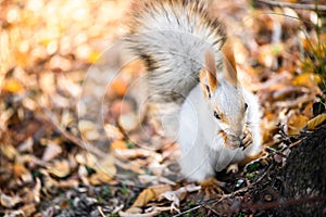 Grey squirrel eat seed in autumn forest