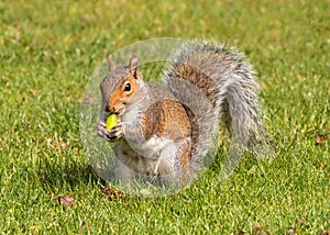 Grey Squirrel eating an acorn, Worcestershire, England.