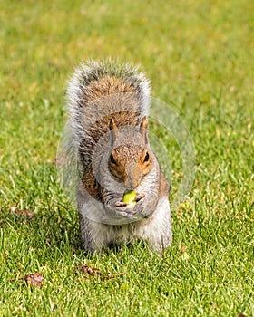 Grey Squirrel eating an acorn, Worcestershire, England.