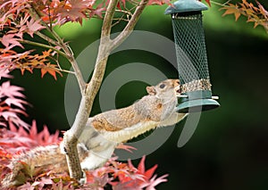 Grey Squirrel eating from a bird feeder