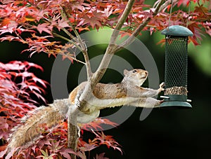 Grey Squirrel eating from a bird feeder on a colorful Japanese M