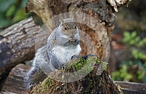 Grey squirrel eating blackberries in the woods