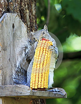 Grey Squirrel Eating Corn on the Cob