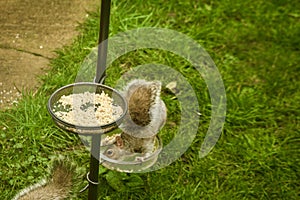 Grey squirrel eating from a feeding station