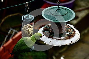 Grey squirrel eating from a feeding station