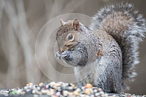 Grey Squirrel Eating