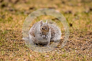 Grey Squirrel eating on the ground in Spring