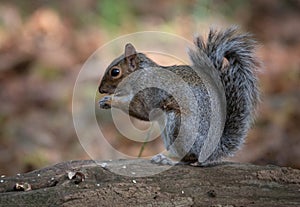 Grey Squirrel Eating Horse Chestnut photo