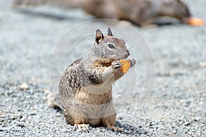 Grey squirrel eating nut