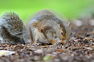 Grey squirrel eating a nut off of the ground