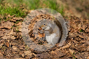 Grey squirrel eating nut
