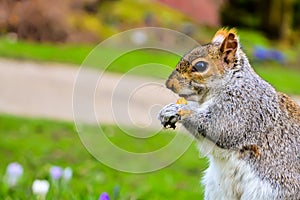 Grey Squirrel eating nut in a park