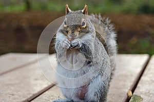 Grey squirrel eating a nut