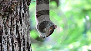 Grey squirrel eating nut video.