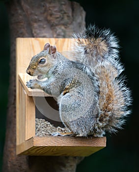 Grey squirrel eating nuts and seeds on a squirrel feeder