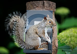 Grey squirrel eating nuts and seeds on a squirrel feeder