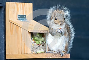 Grey squirrel eating nuts and seeds on a squirrel feeder