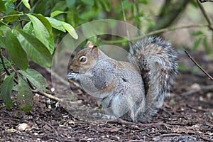 A cute squirrel eating in the park